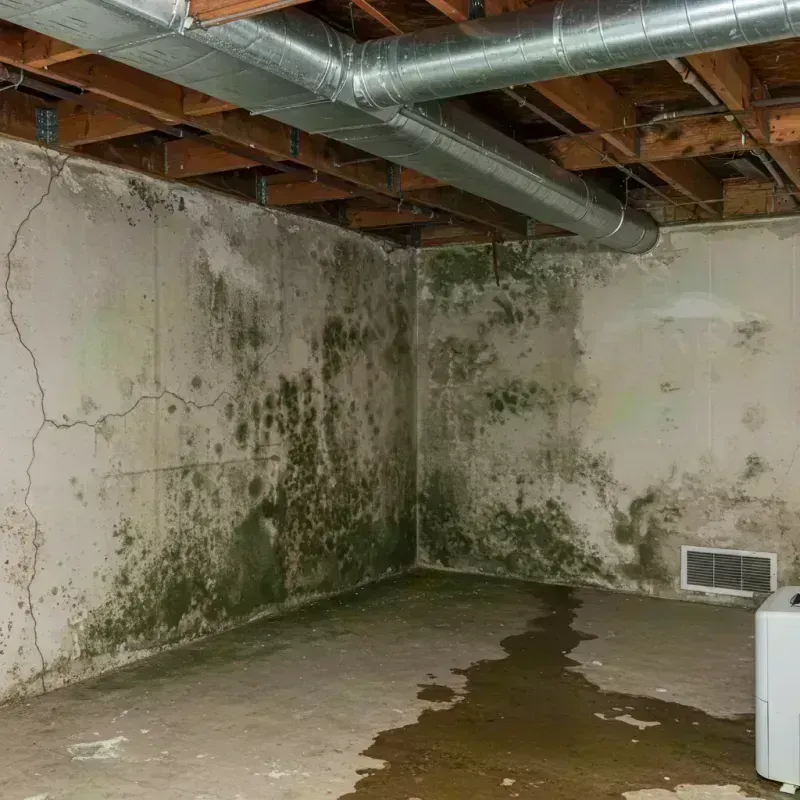 Professional Mold Removal in Mount Vernon, IL